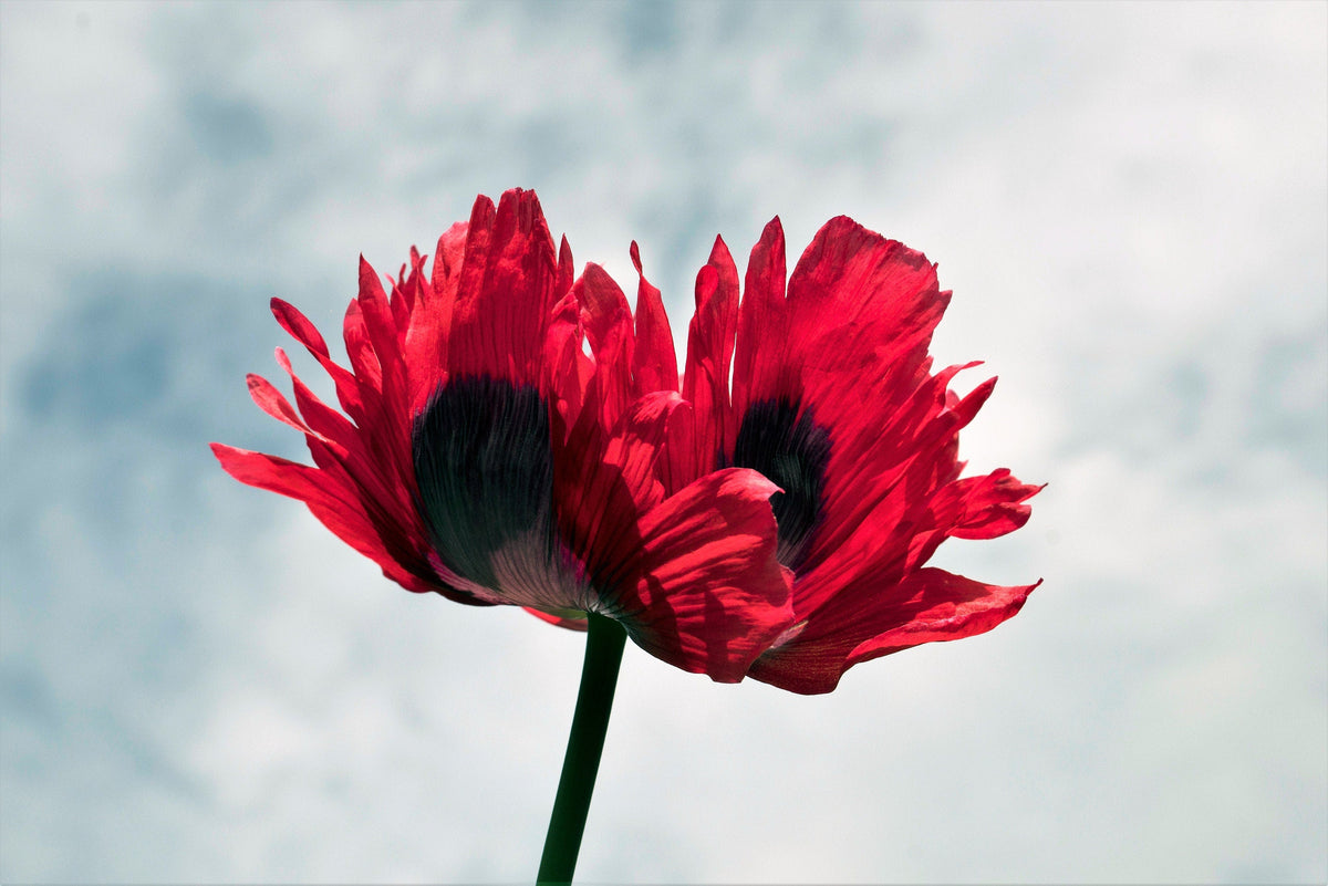 Organic Jimi's Flag Poppy (Papaver somniferum) Seeds – 200 ct