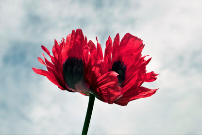Organic Jimi's Flag Poppy (Papaver somniferum) Seeds – 200 ct