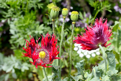 Organic Jimi's Flag Poppy (Papaver somniferum) Seeds – 200 ct
