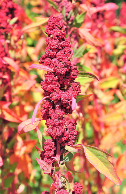 100 Red Head Quinoa (Chenopodium Quinoa) Seeds