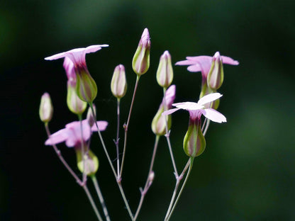 250 Tall Soapwort (Saponaria Hispanica) Seed