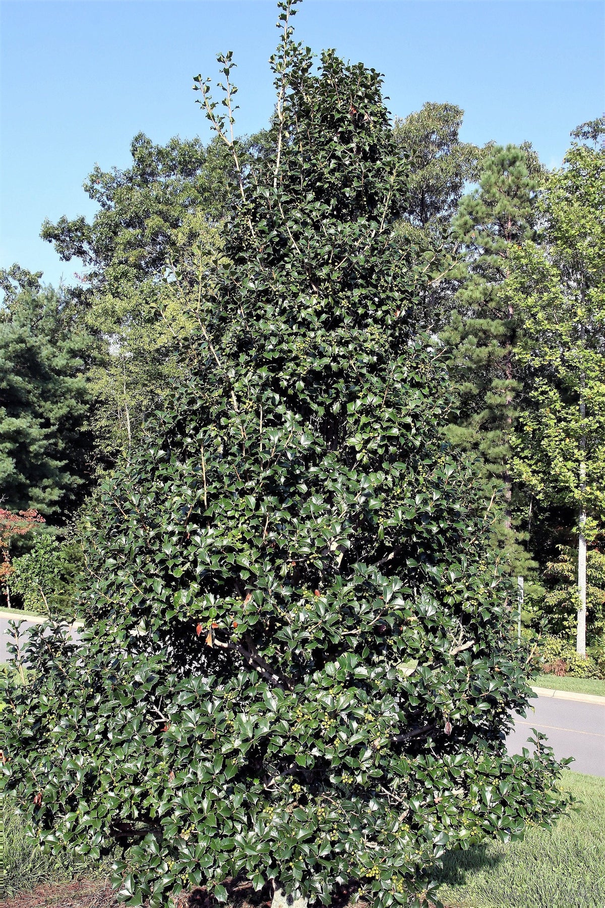 American Holly (Ilex opaca) Seeds – 40 ct