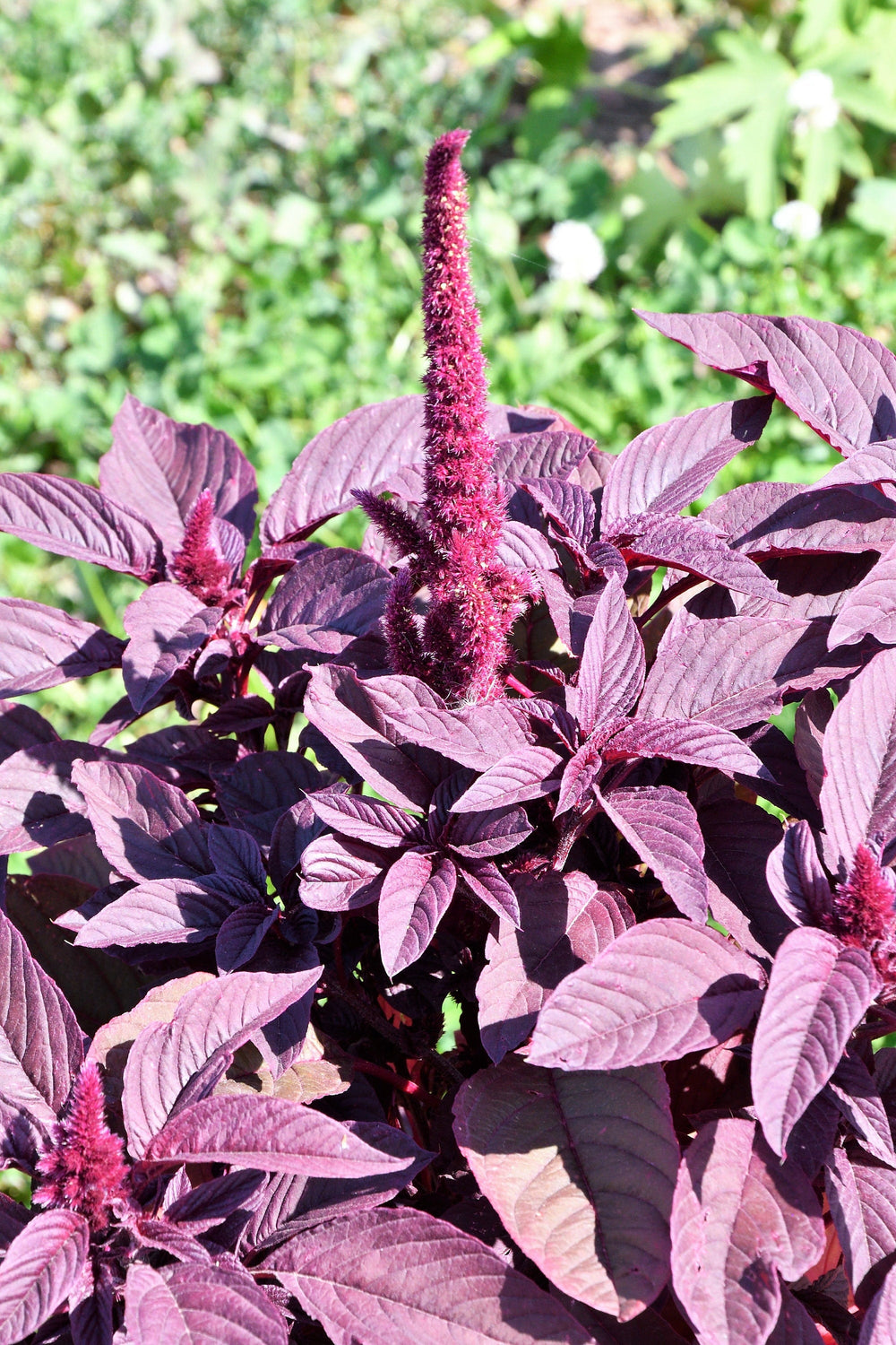 500 Midnight Red Amaranthus (Amaranthus Cruentus)Seeds