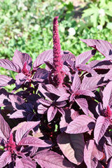 500 Midnight Red Amaranthus (Amaranthus Cruentus)Seeds