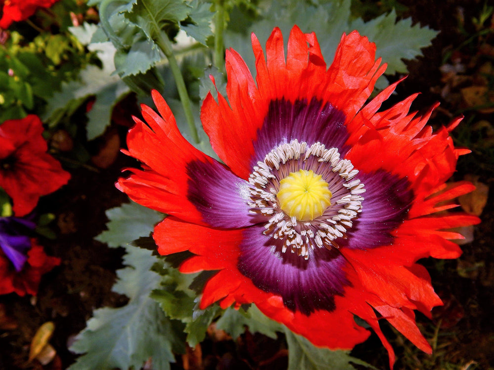 Organic Jimi's Flag Poppy (Papaver somniferum) Seeds – 200 ct