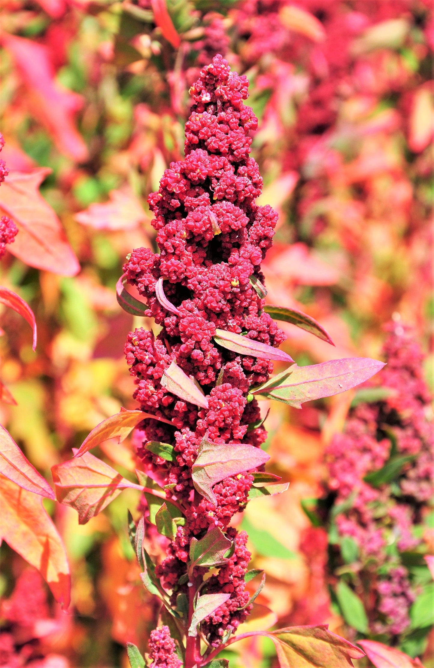 100 Red Head Quinoa (Chenopodium Quinoa) Seeds