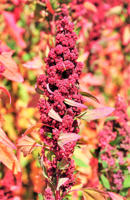 100 Red Head Quinoa (Chenopodium Quinoa) Seeds