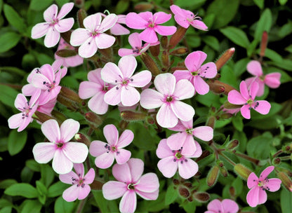 250 Tall Soapwort (Saponaria Hispanica) Seed