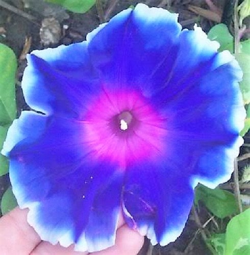 50 Japanese Morning Glory (Ipomoea Nil)  Seeds