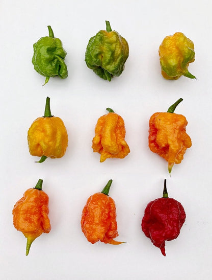 10 Red Carolina Reaper Pepper (Capsicum Chinense) Seeds