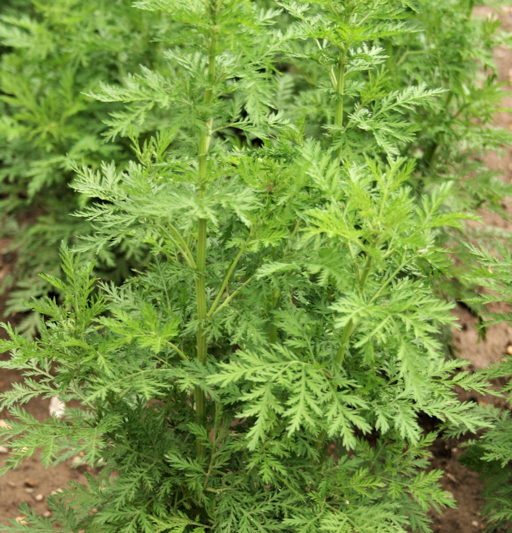 Sweet Wormwood (Sweet Annie) (Artemisia annua) Seeds – 1,000 ct