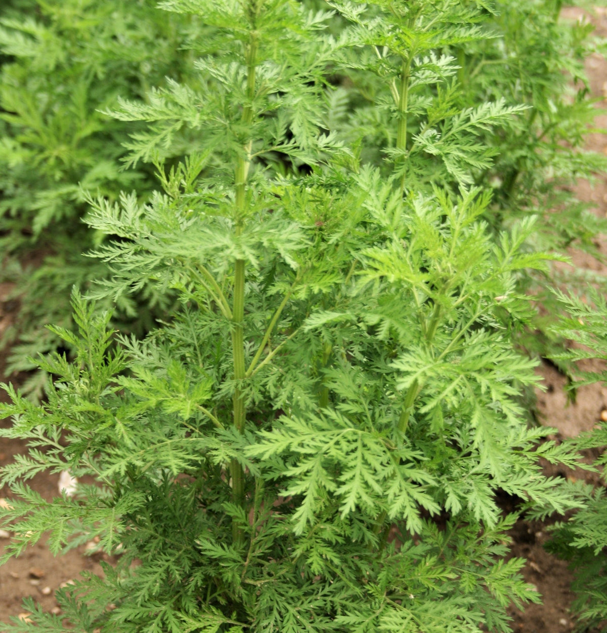 Sweet Wormwood (Sweet Annie) (Artemisia annua) Seeds – 1,000 ct
