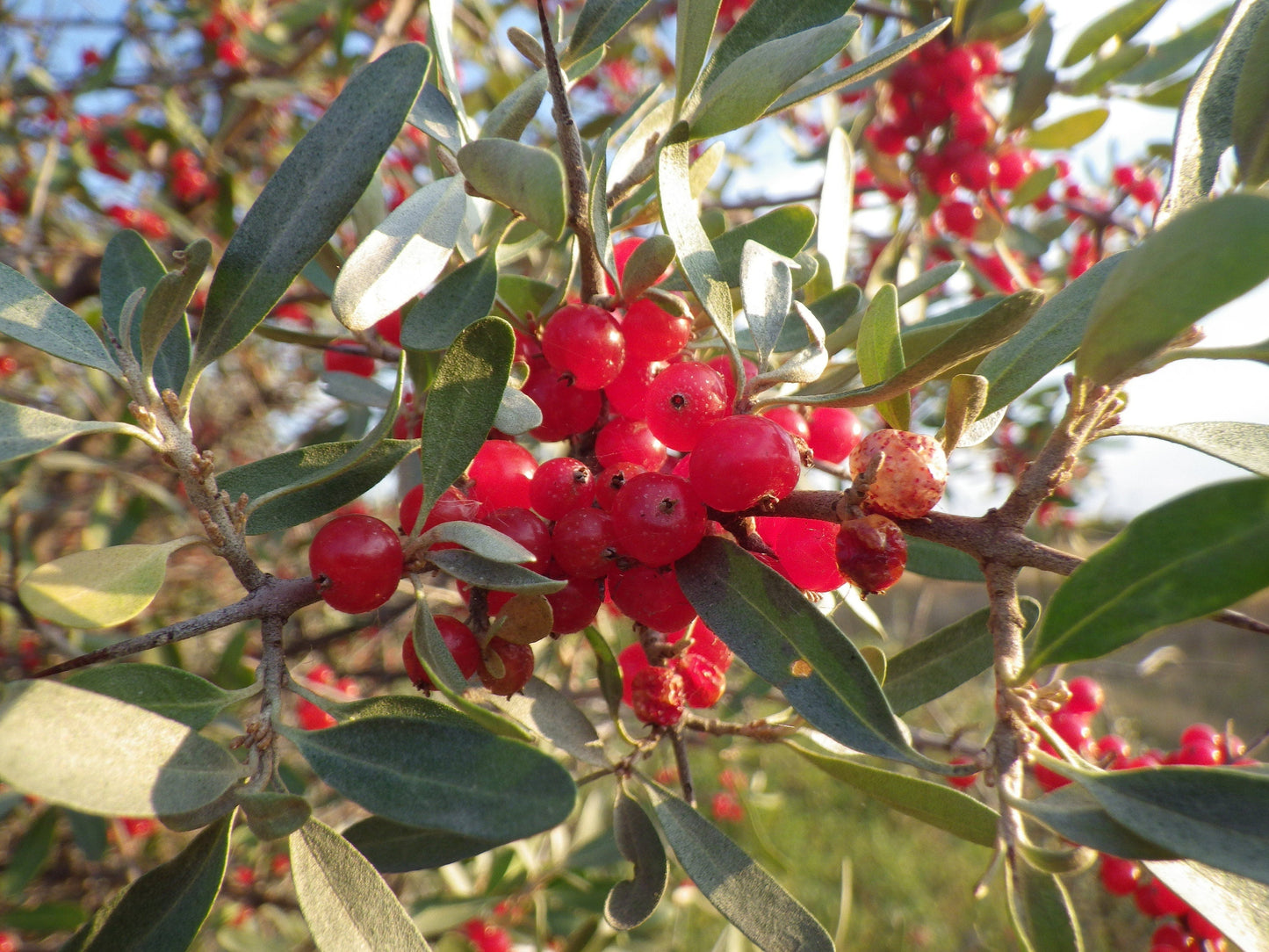 20 Silver Buffalobery (Shepherdia Argentea) Seeds