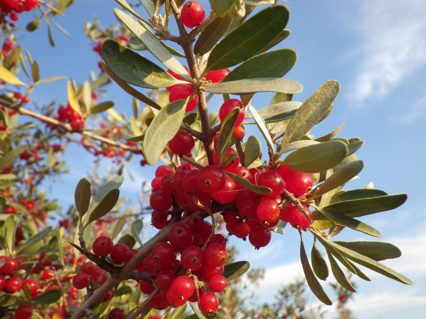 20 Silver Buffalobery (Shepherdia Argentea) Seeds