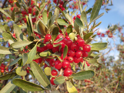 20 Silver Buffalobery (Shepherdia Argentea) Seeds