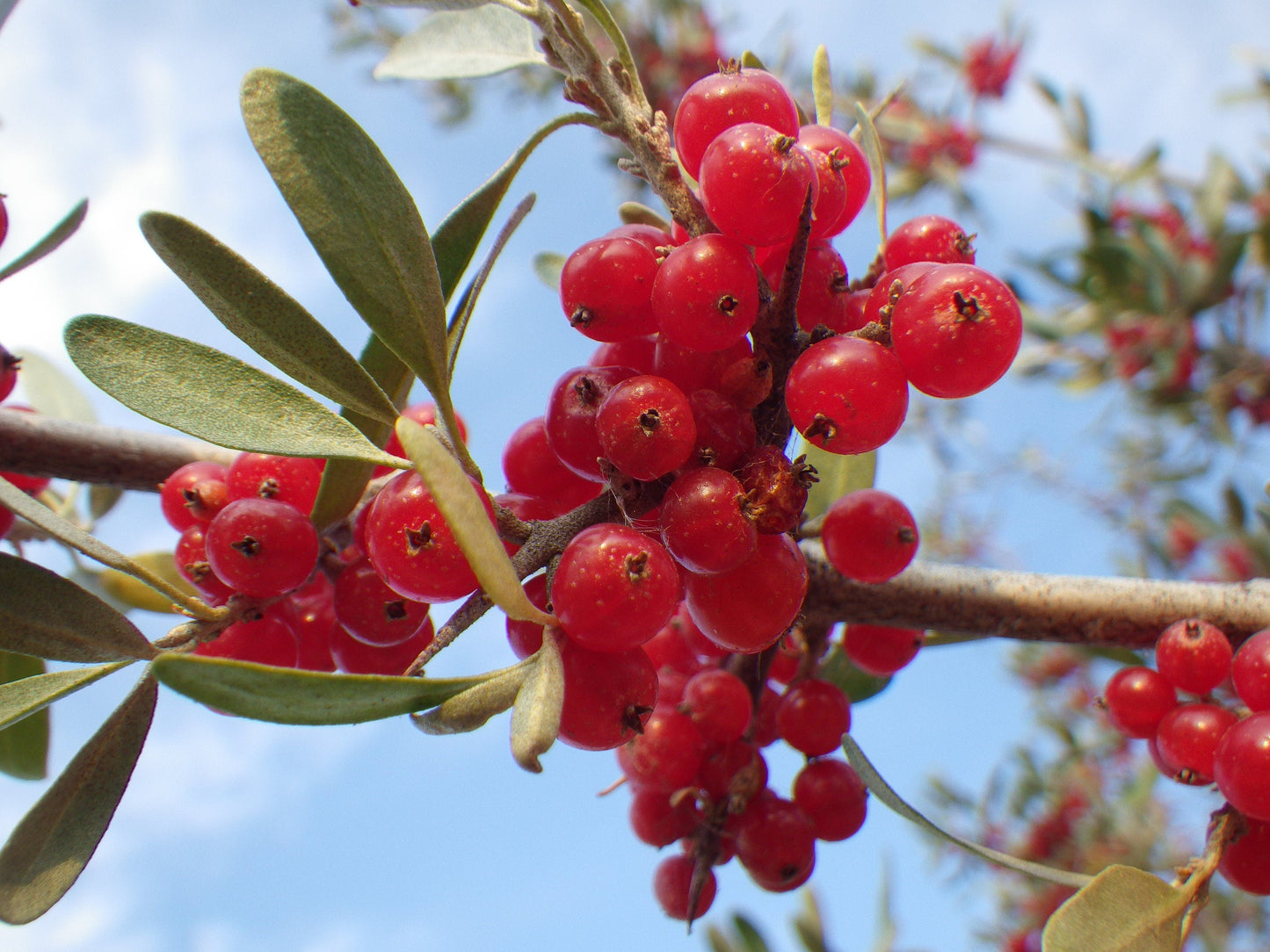 20 Silver Buffalobery (Shepherdia Argentea) Seeds