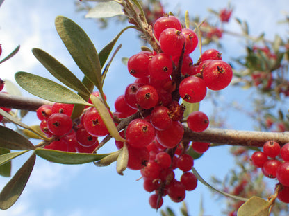 20 Silver Buffalobery (Shepherdia Argentea) Seeds
