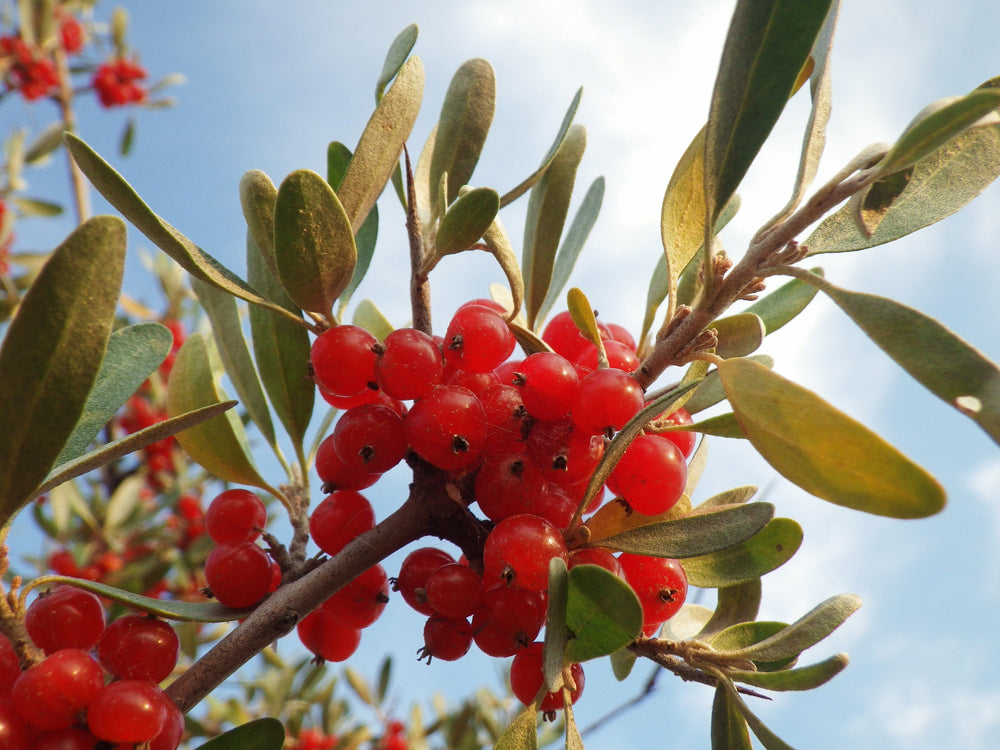 20 Silver Buffalobery (Shepherdia Argentea) Seeds