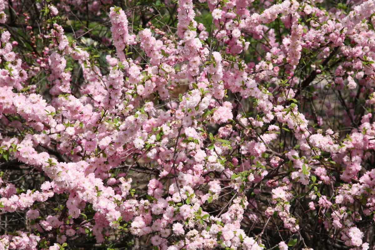 10 FLOWERING ALMOND Prunus Triloba aka Flowering Plum & Rose Tree Fragrant Double Pink Flower Shrub Seeds