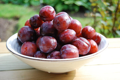 5 American Plum (Prunus Americana) Seeds