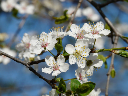 5 American Plum (Prunus Americana) Seeds