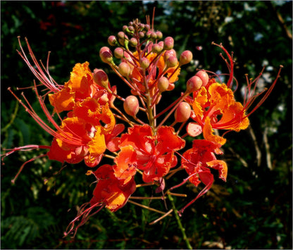 10 Red Bird of Paradise (Caesalpinia Pulcherrima) Seeds