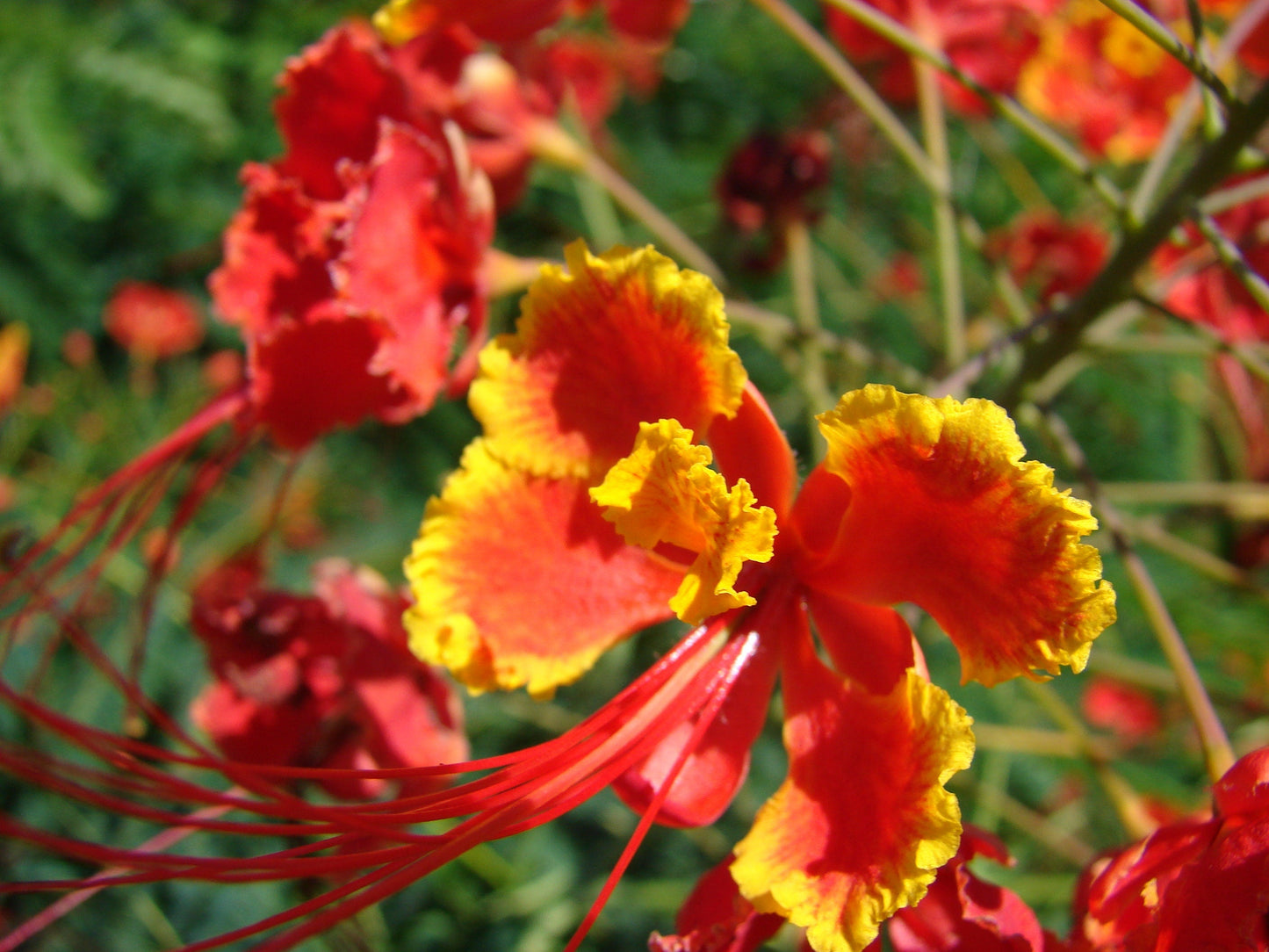 10 Red Bird of Paradise (Caesalpinia Pulcherrima) Seeds