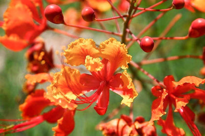 10 Red Bird of Paradise (Caesalpinia Pulcherrima) Seeds