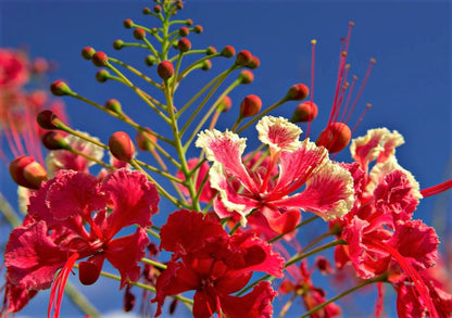 10 Red Bird of Paradise (Caesalpinia Pulcherrima) Seeds