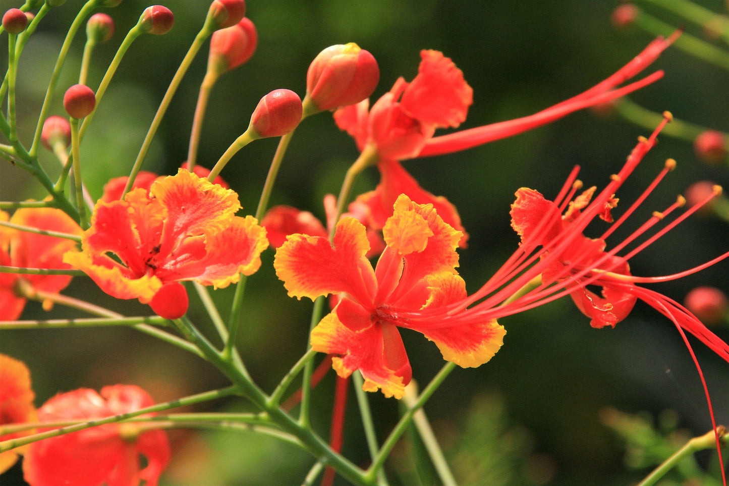 10 Red Bird of Paradise (Caesalpinia Pulcherrima) Seeds