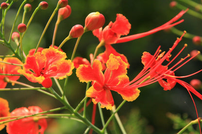 10 Red Bird of Paradise (Caesalpinia Pulcherrima) Seeds