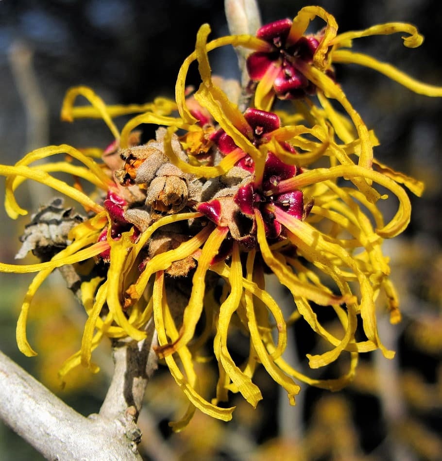 25 American Witch Hazel (Hamamelis Virginiana) Seeds