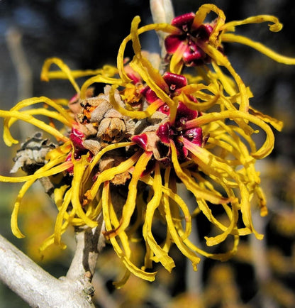 25 American Witch Hazel (Hamamelis Virginiana) Seeds