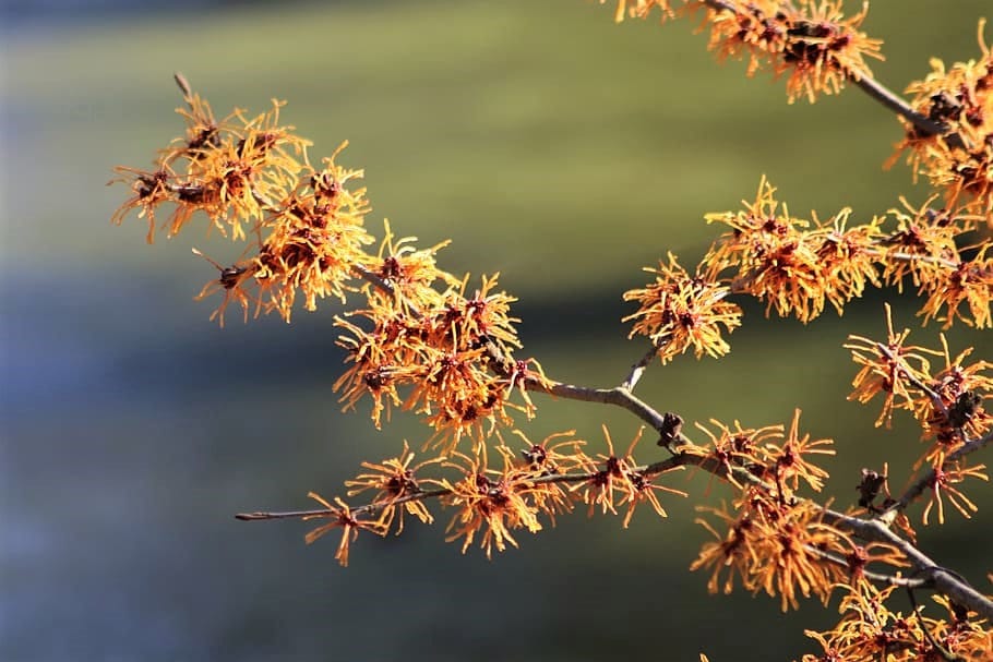 25 American Witch Hazel (Hamamelis Virginiana) Seeds