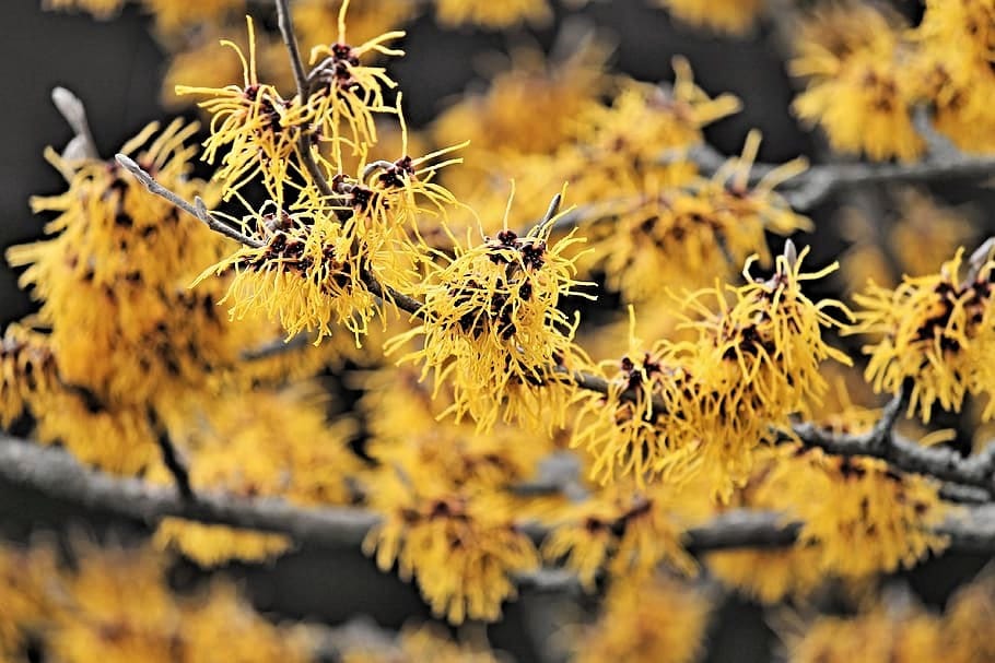 25 American Witch Hazel (Hamamelis Virginiana) Seeds