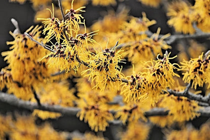 25 American Witch Hazel (Hamamelis Virginiana) Seeds