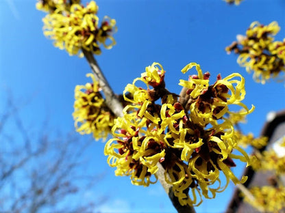 25 American Witch Hazel (Hamamelis Virginiana) Seeds