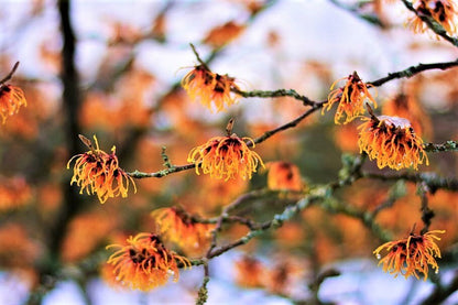 25 American Witch Hazel (Hamamelis Virginiana) Seeds