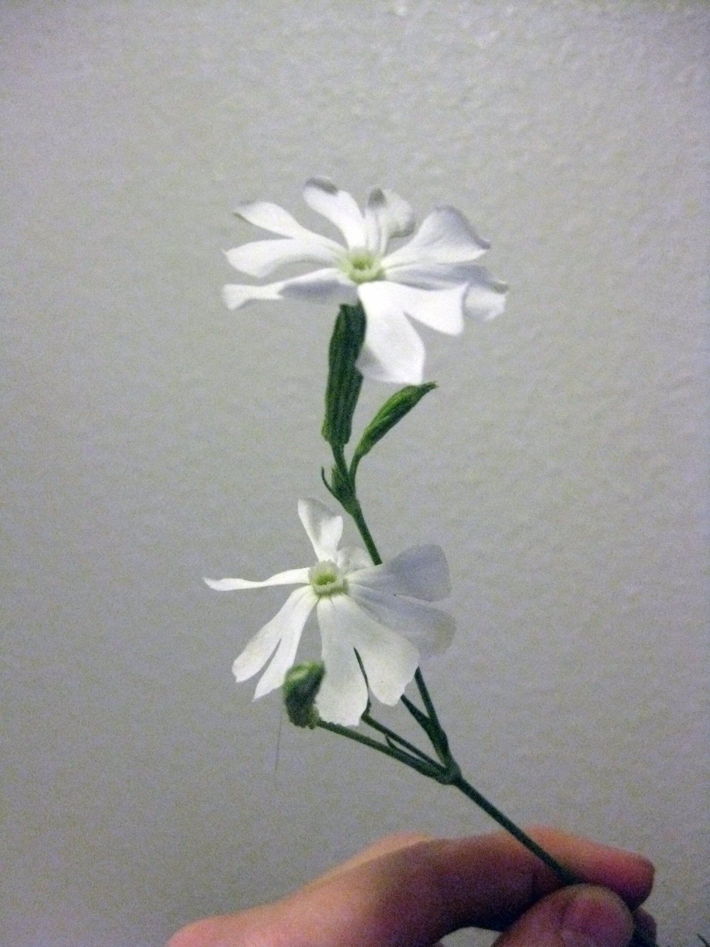 10 African Dream Root (Silene Undulata) Seeds