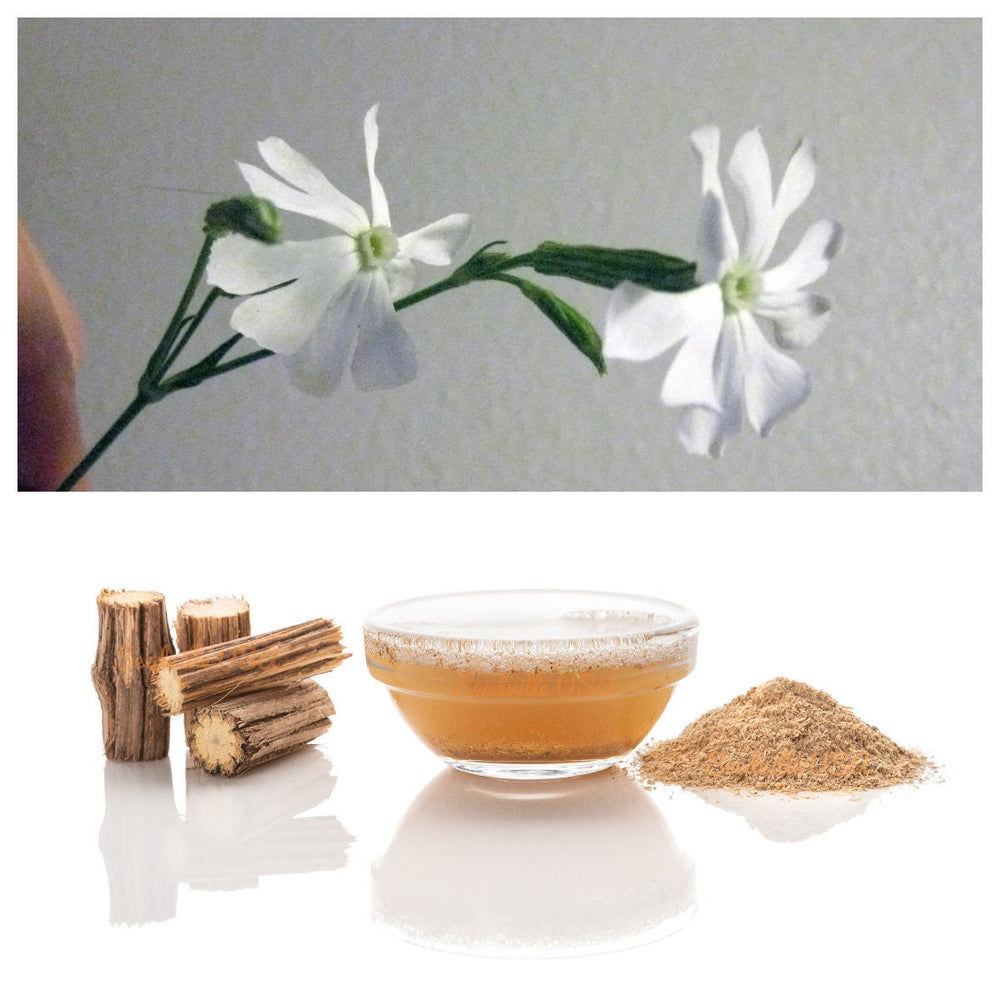 10 African Dream Root (Silene Undulata) Seeds