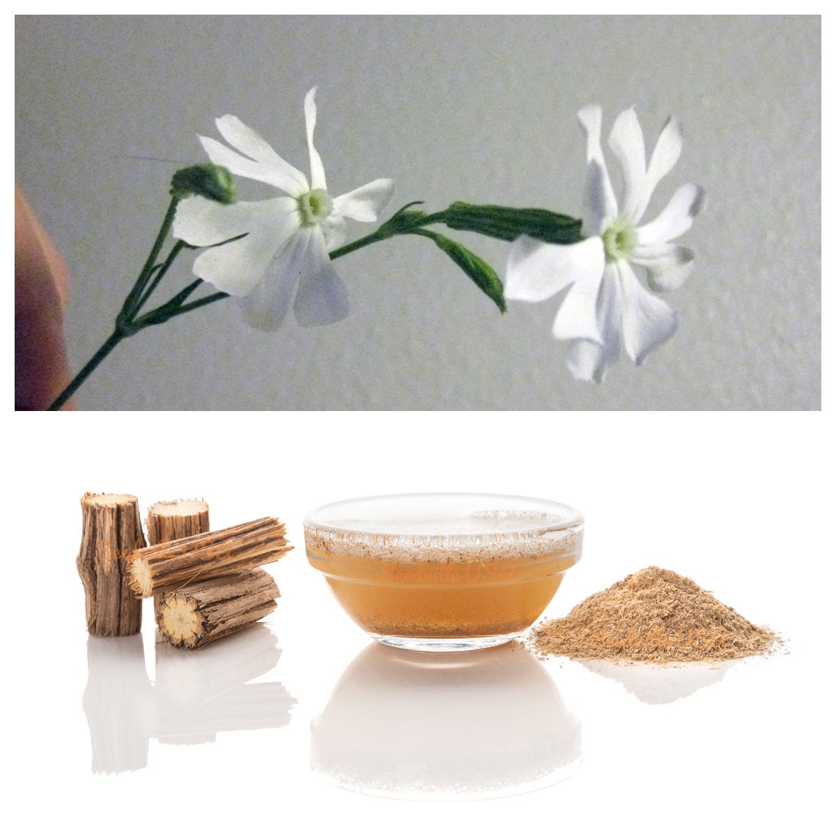10 African Dream Root (Silene Undulata) Seeds