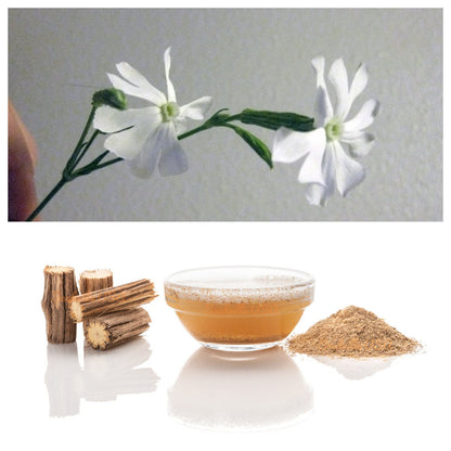 10 African Dream Root (Silene Undulata) Seeds