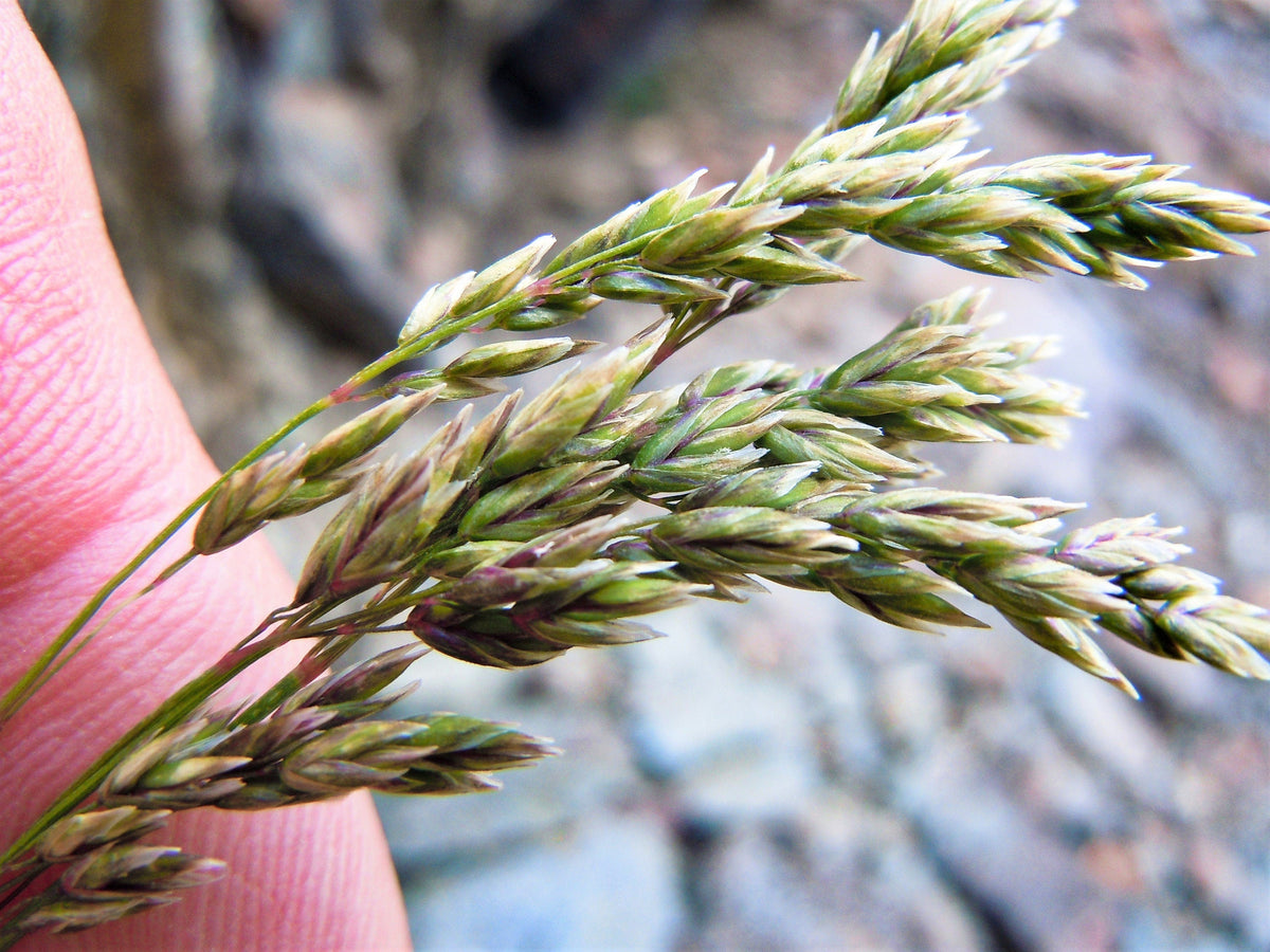 500 MUTTONGRASS Poa Fendleriana Eragrostis Mutton Grass Bluegrass Native Seeds