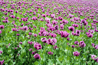 250 Afghan Blue Poppy (Papaver Somniferum) Seeds