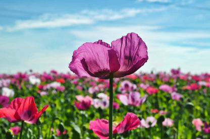 250 Afghan Blue Poppy (Papaver Somniferum) Seeds