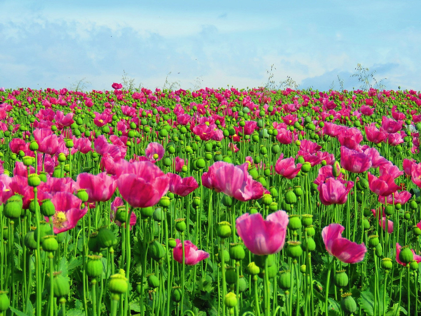 250 Afghan Blue Poppy (Papaver Somniferum) Seeds