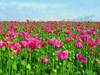 250 Afghan Blue Poppy (Papaver Somniferum) Seeds