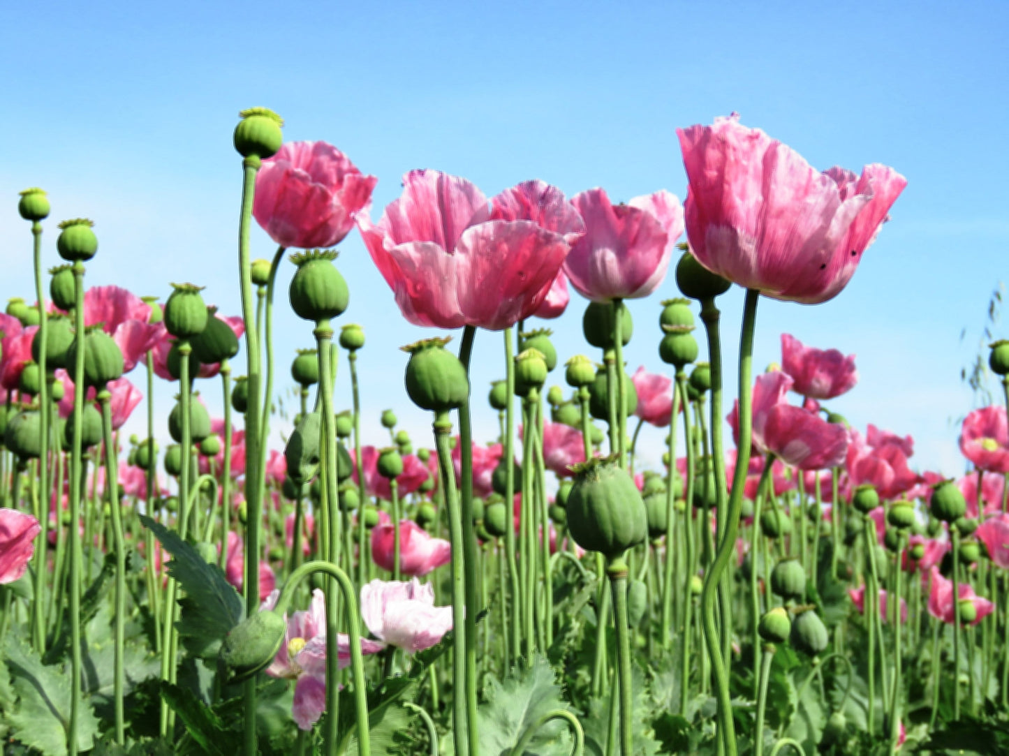 250 Afghan Blue Poppy (Papaver Somniferum) Seeds