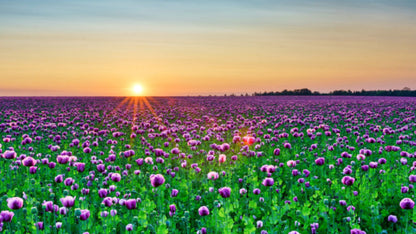 250 Afghan Blue Poppy (Papaver Somniferum) Seeds