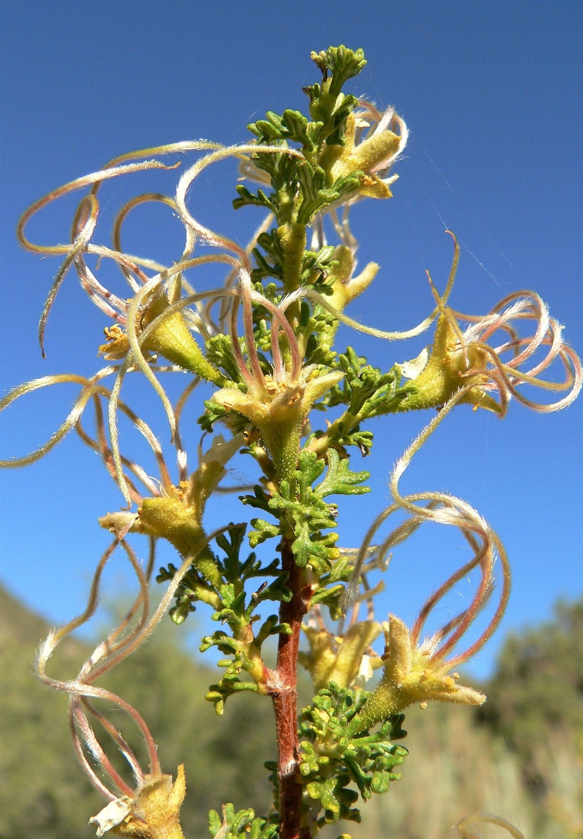 40 STANSBURY CLIFFROSE Purshia Stansburiana Cliff Rose Native Desert Shrub White & Yellow Flower Seeds